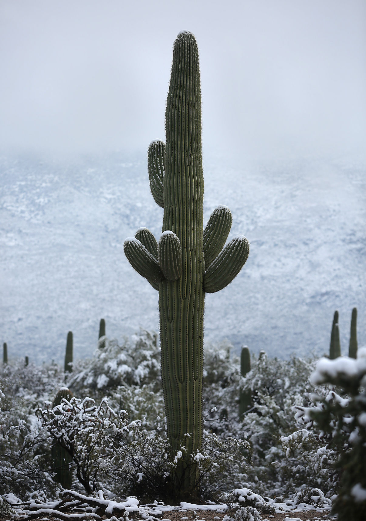 Snow in Southern Arizona